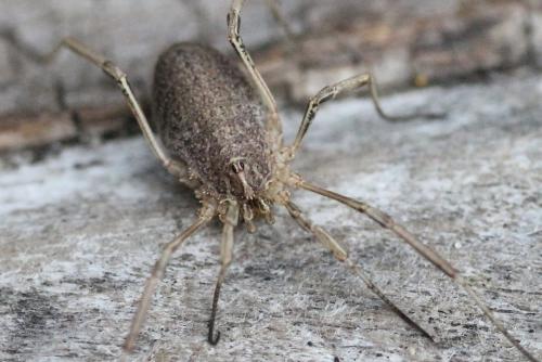 Odiellus troguloides
